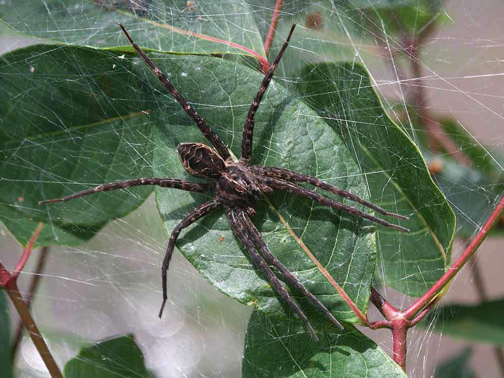 Fishing Spider On Leafjpg