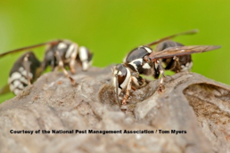 /media/554703/bald-face-hornet-npma. (1)