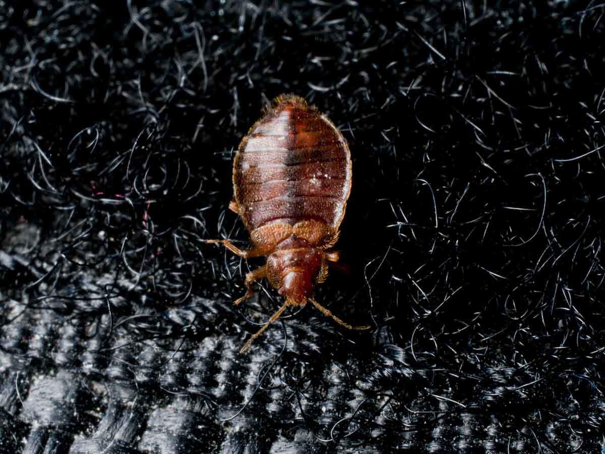 Bed Bug On Velcro