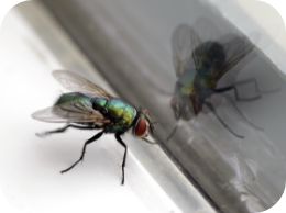Bug & Insect Identification List: NPMA’s Bug Identifier