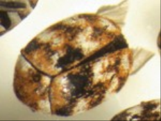 /media/35642/varied-carpet-bettles.