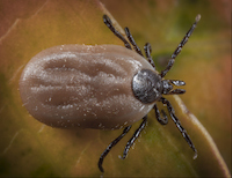 /media/449991/brown-dog-tick.