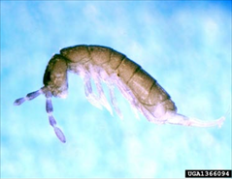 Springtail