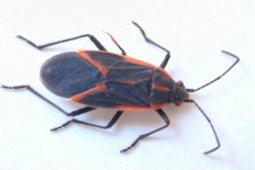 /media/168201/boxelder-bugs-1.