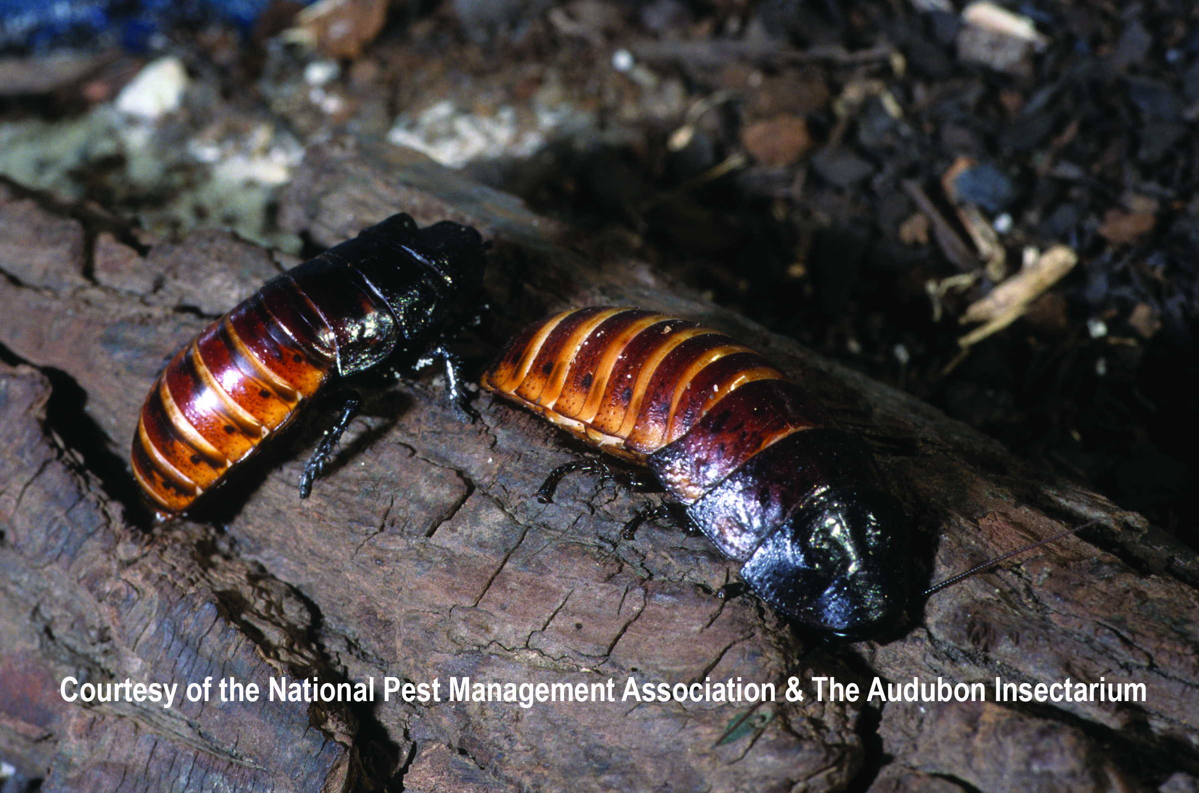 /media/309926/cockroaches_madagascar_hissing_cockroach.