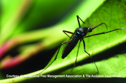 /media/302653/mosquitoes_tox_mosquito.