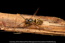 /media/320965/yellowjacket-yellowjacket.