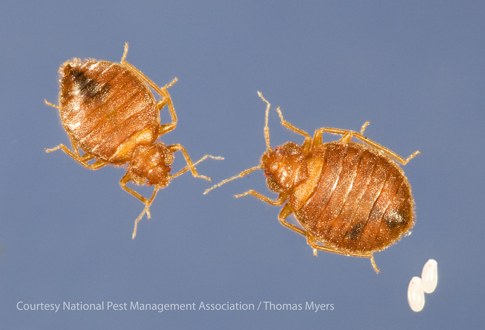 /media/2904/bed_bug_male__female_and_eggs. (1)