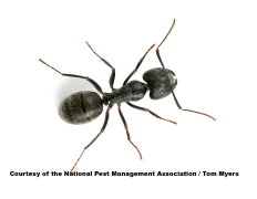 /media/438143/carpenter_ant.
