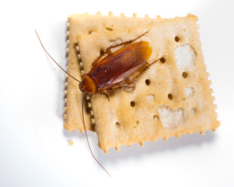 /media/520890/american-cockroach-on-saltines-bug_0828.