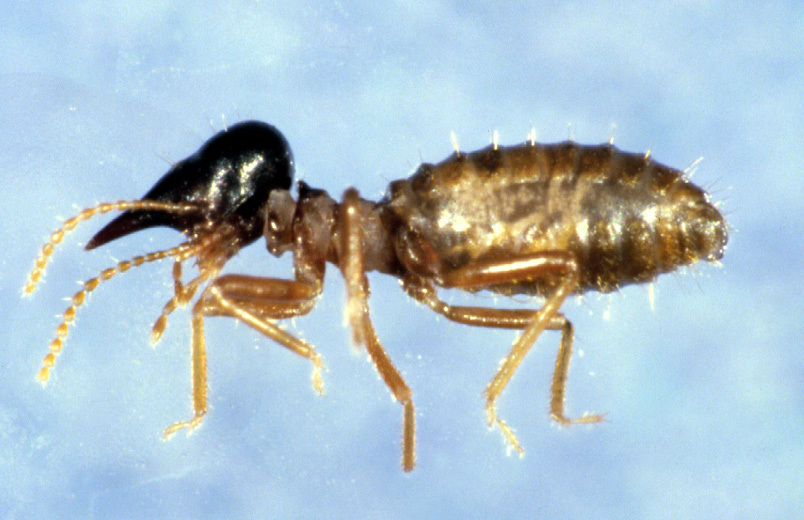 /media/420561/1_-_conehead_soldier_thorne.