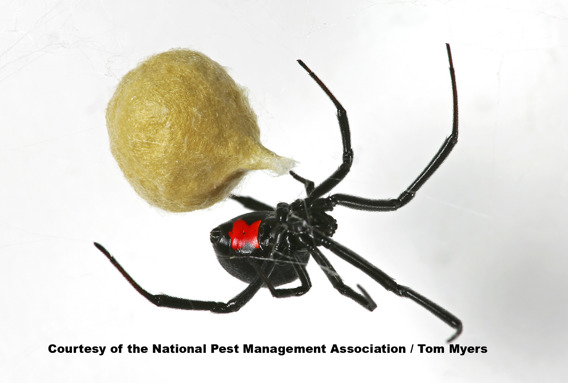 Black Widow Spider