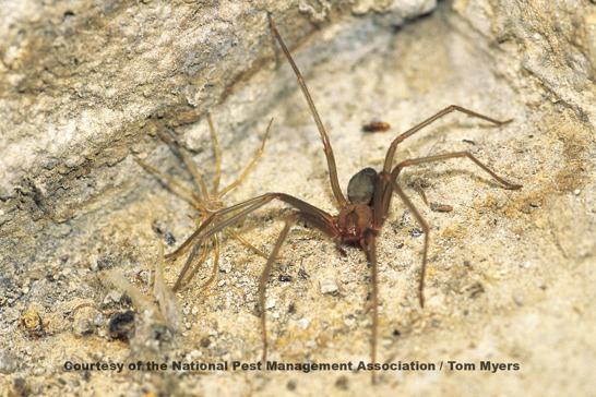 Brown Recluse Spider