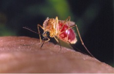Mosquito biting someone