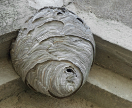 /media/530559/small-wasp-nest.