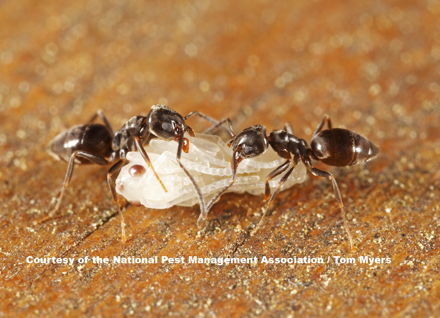 How to Get Rid of Summer Ants: Prevent Summertime Ants