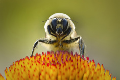 Close-up of a bumble bee