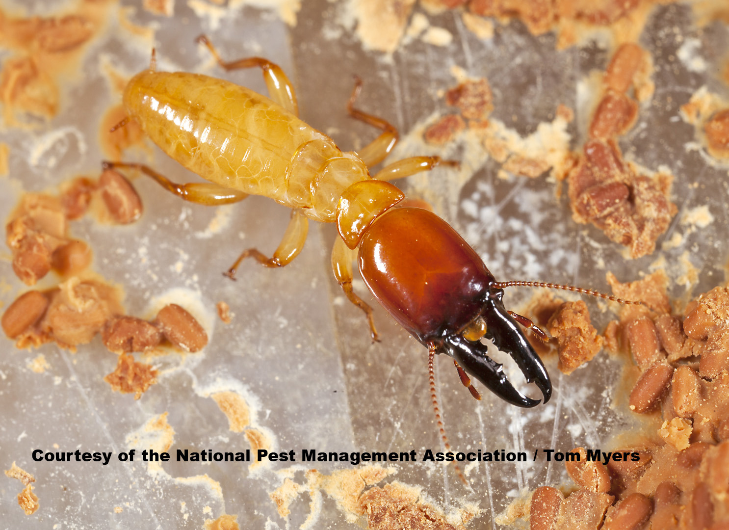 /media/531191/dampwood-termite-npma. (1)