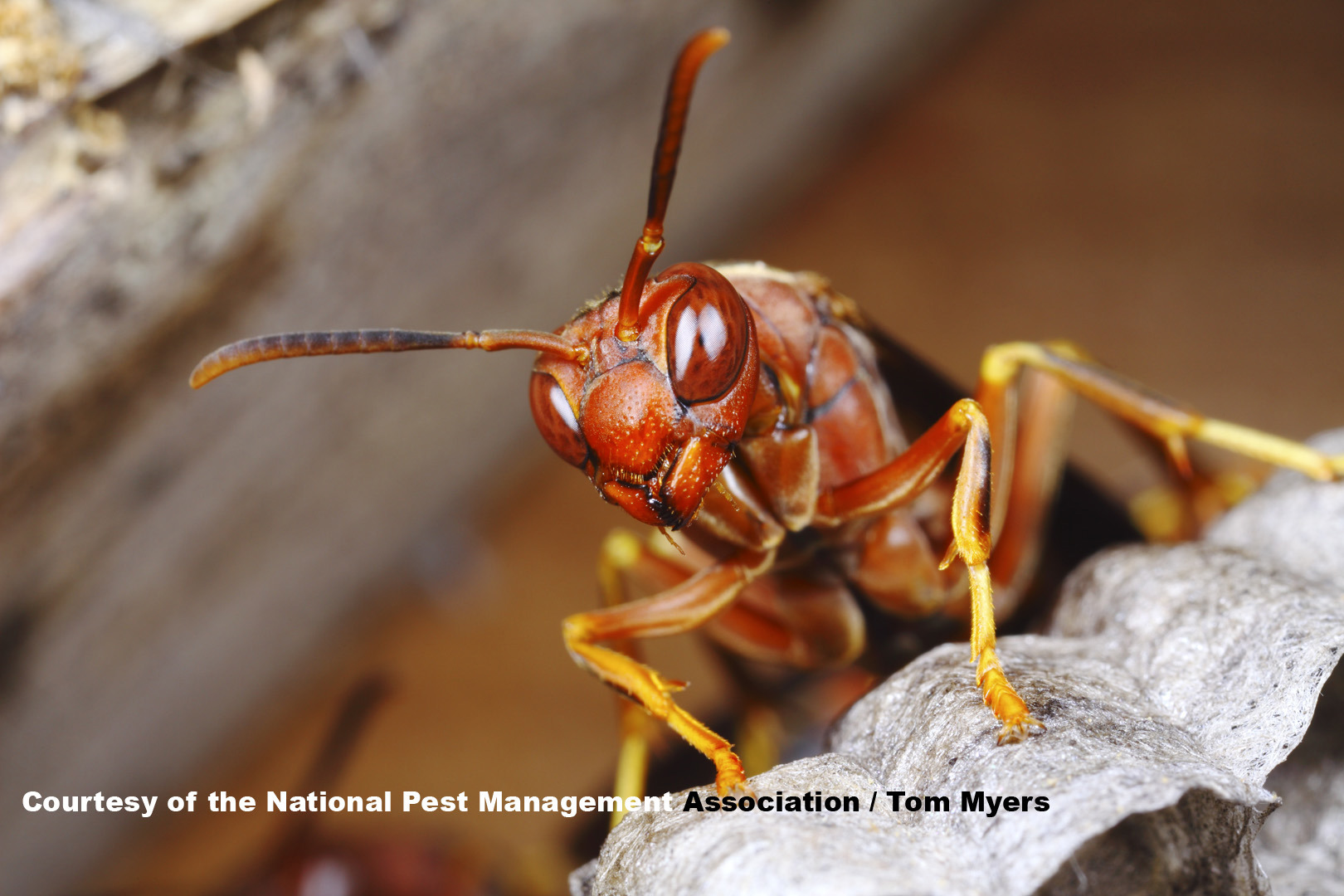 /media/554743/36-paper-wasp-_mg_7832-npma. (2)