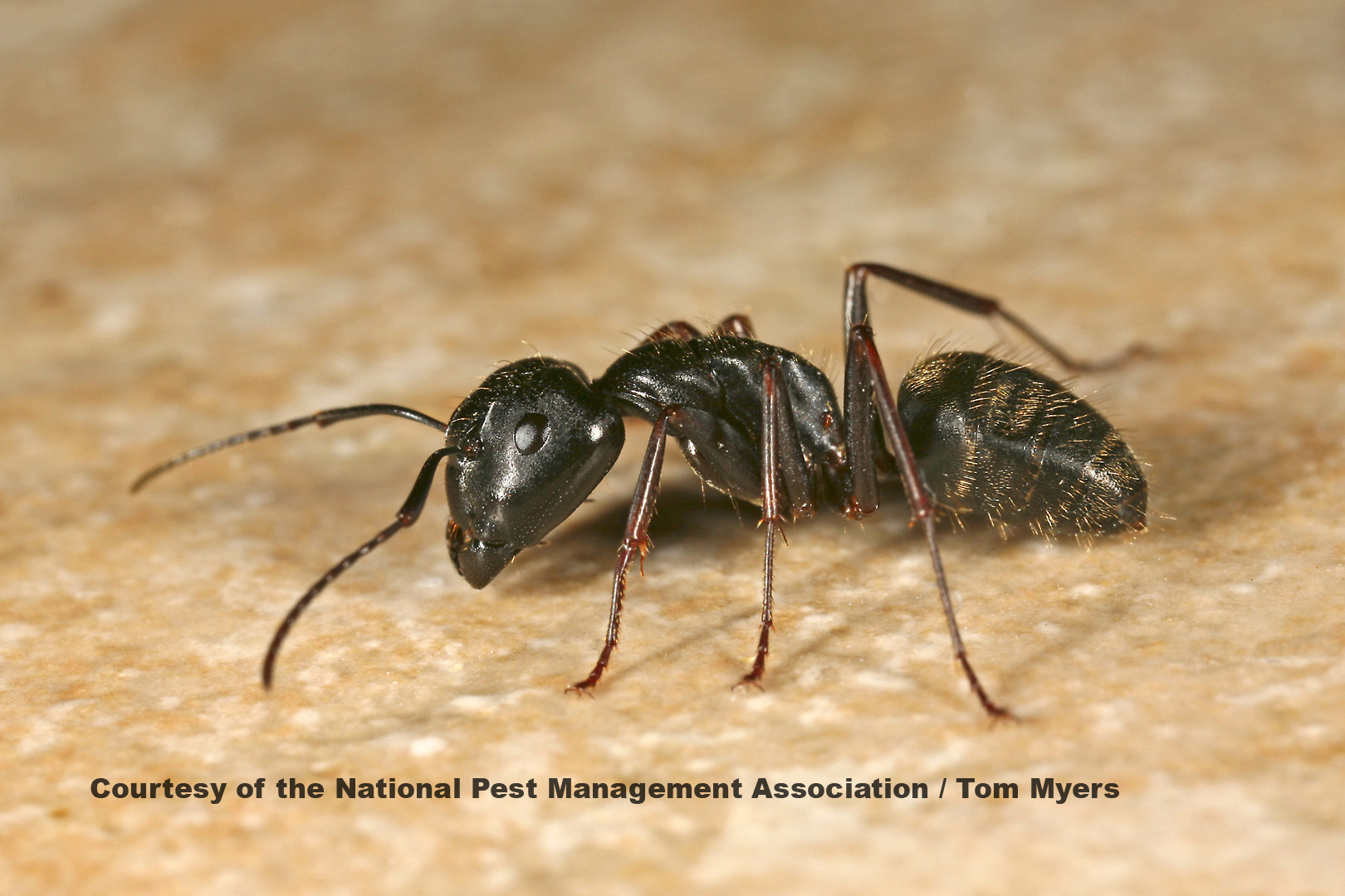 /media/306556/ants-carpenter-ants. (2)