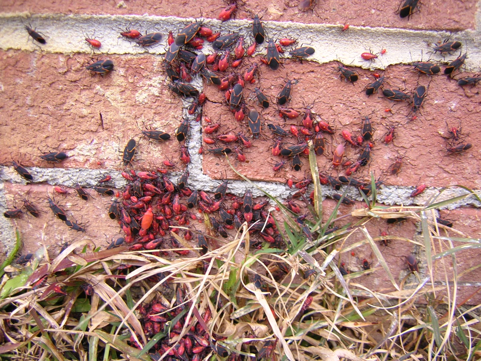 How You Can Get Rid of Boxelder Bugs Inside & Outside Your Home
