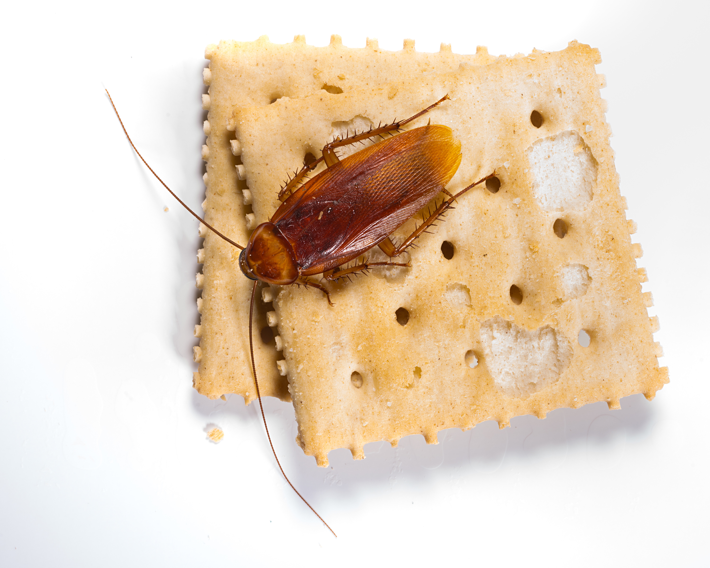 /media/520890/american-cockroach-on-saltines-bug_0828. (3)