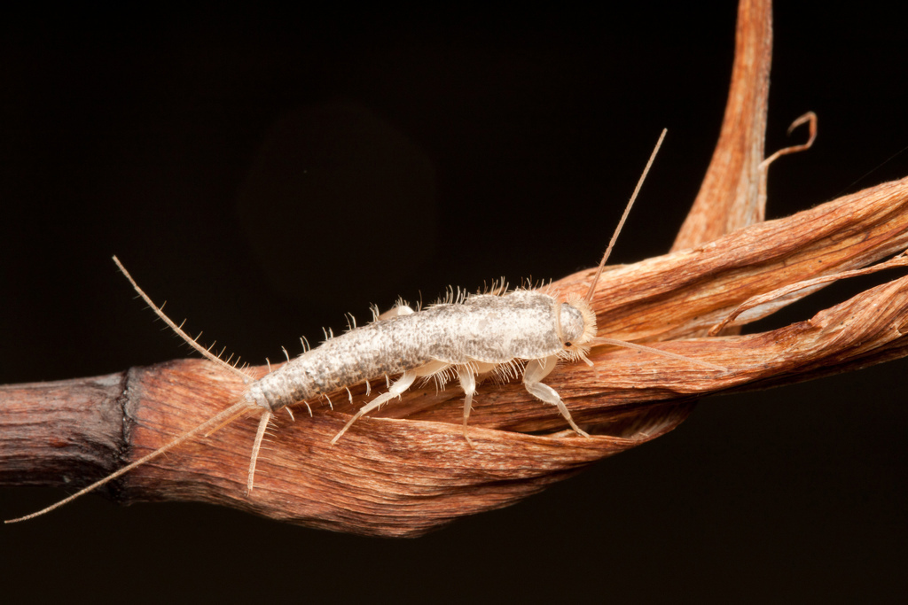 Silverfish Bug Infestation: How to Get Rid of Silverfish
