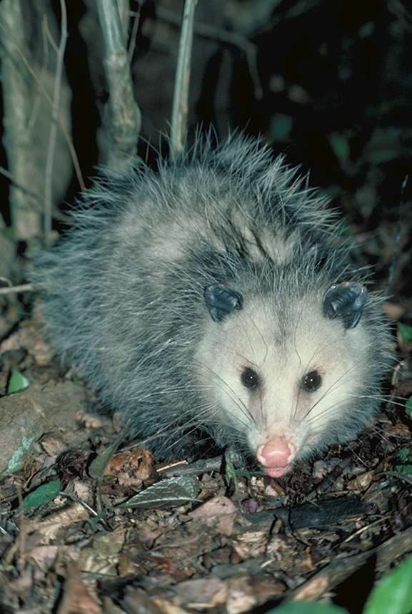 Opossum