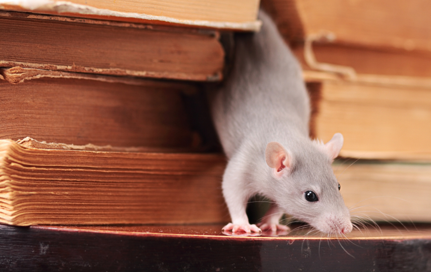 /media/558495/istock_000007321274small_rat. (3)