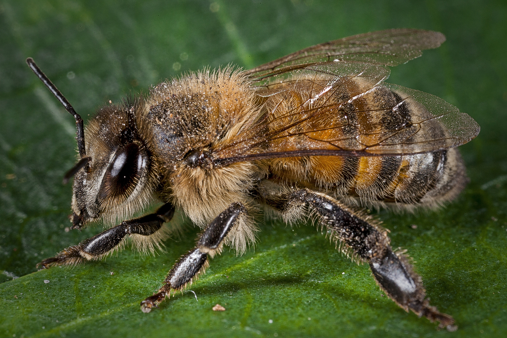 /media/462192/honeybee__photag5354_. (1)