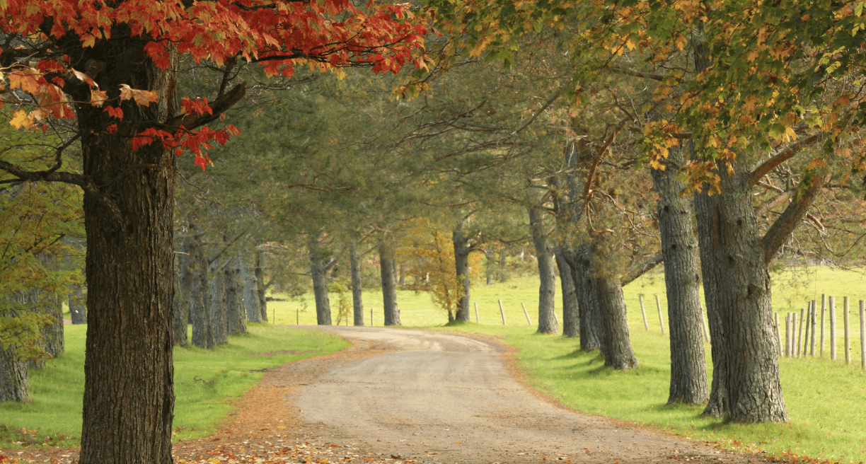 Dirt road lined with trees during fall