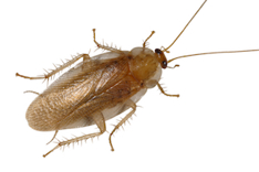 Top view of a cockroach