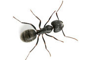 Top view of an ant