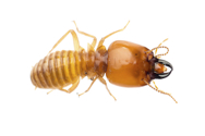 Close-up of termites