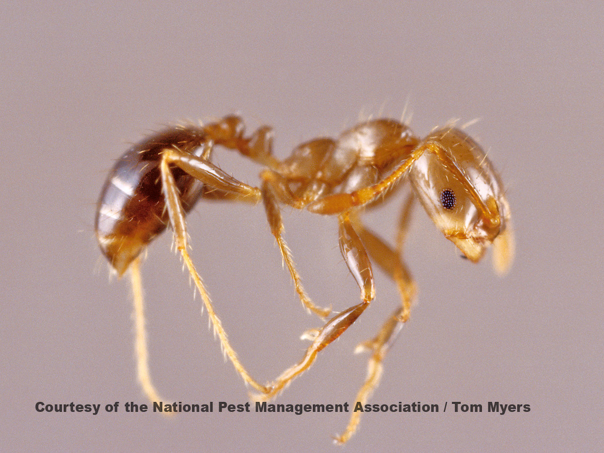 Red Imported Fire Ants: An Aggressive Species of Fire Ants – PestWorld, image size:1200x900
