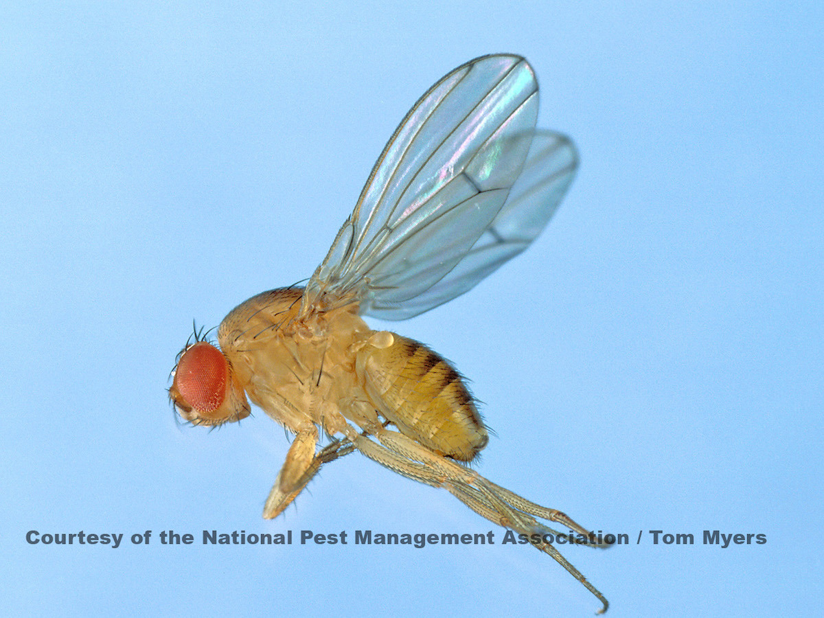 24 Fruit fly 1.jpg