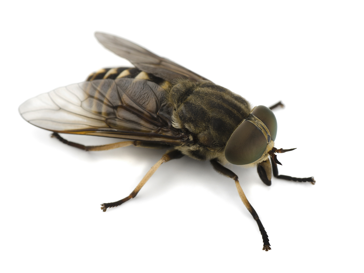 How to Get Rid of Horse Flies: Effective Tips and Tricks