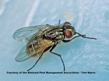 29 House fly  NPMA.jpg