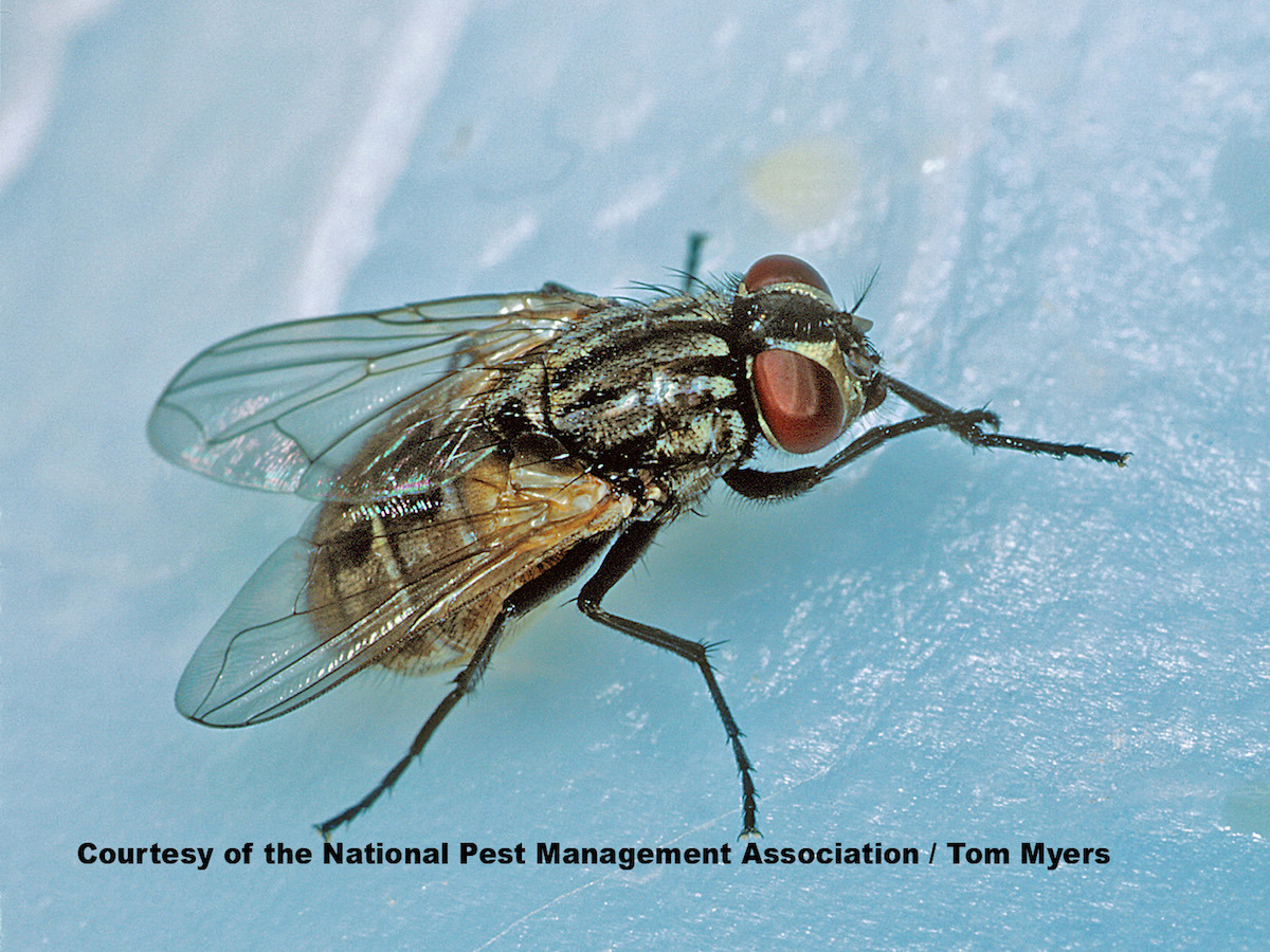 29 House fly  NPMA.jpg