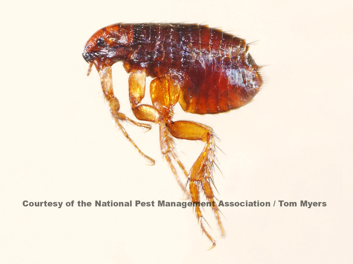 23 Flea NPMA.jpg