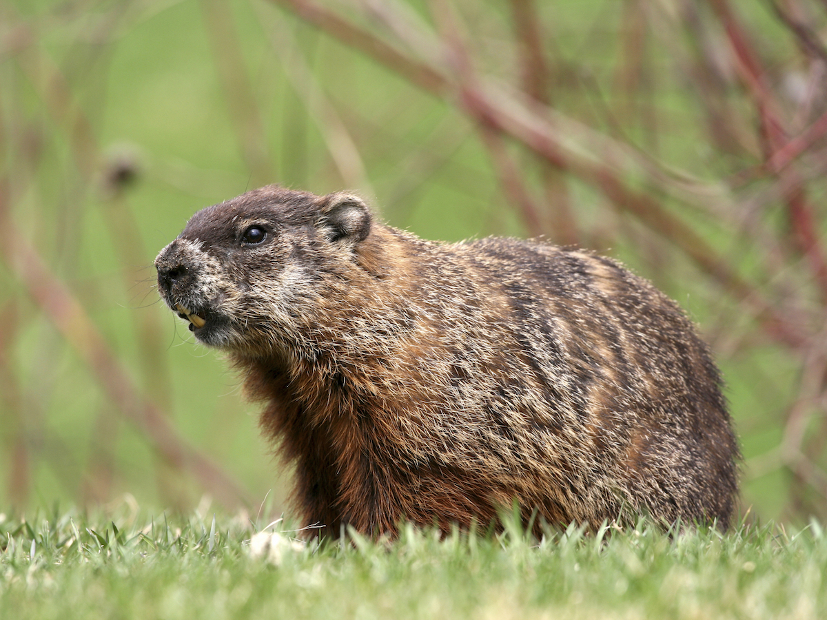 Groundhog
