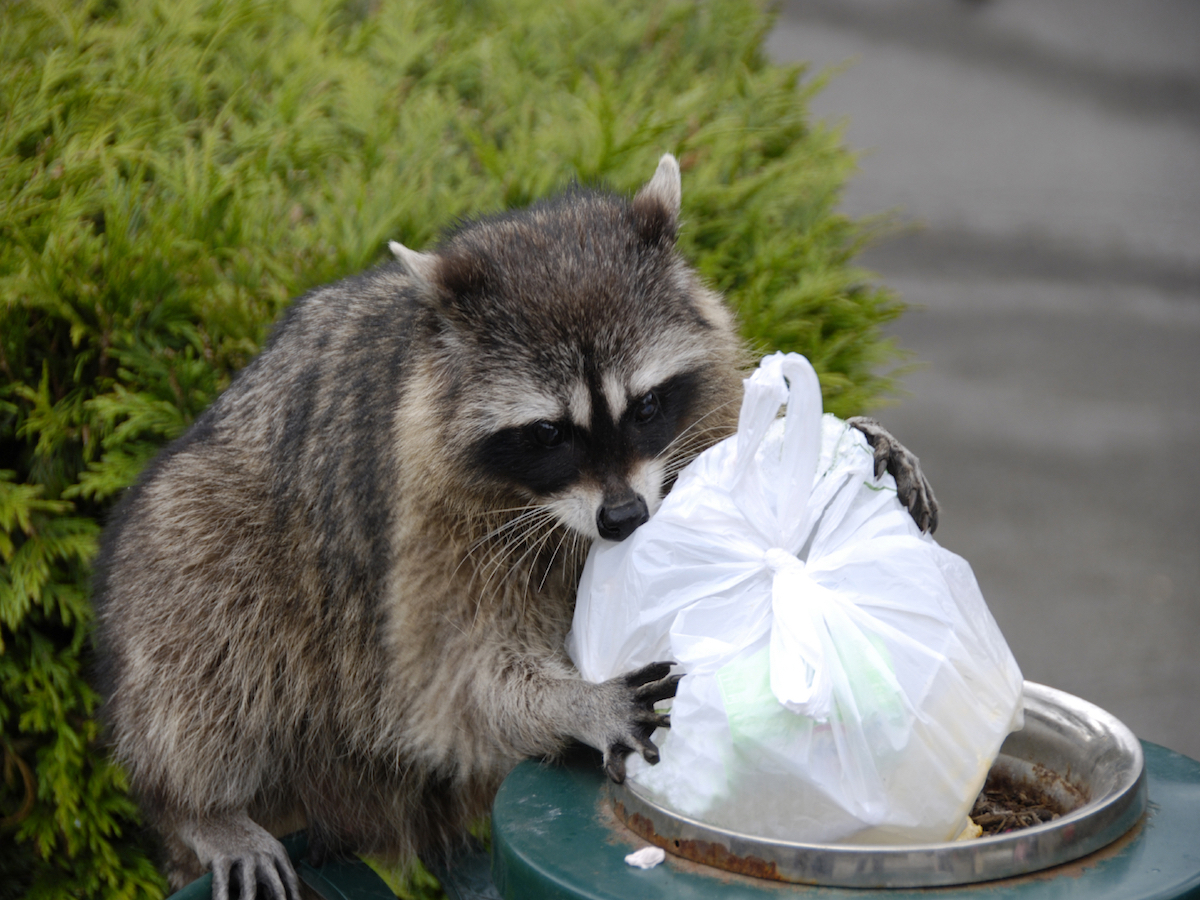 How to Get Rid of Raccoons: Raccoon Facts, Photos, Control