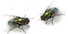Close-up of two flies
