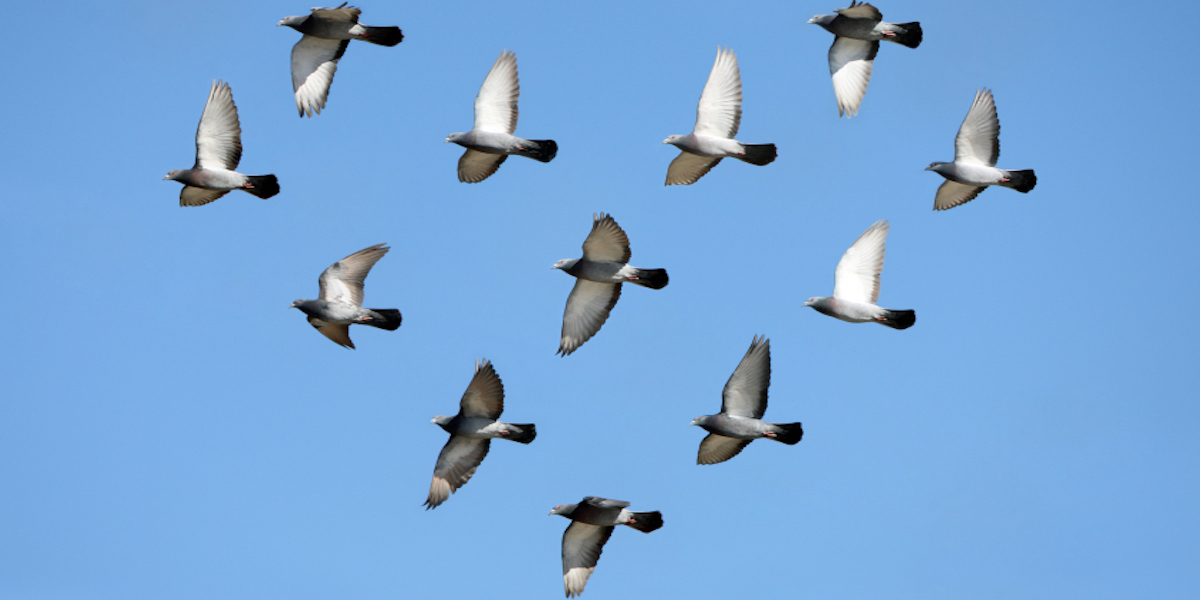 iStock_000012150964Small_flock_of_birds.jpg