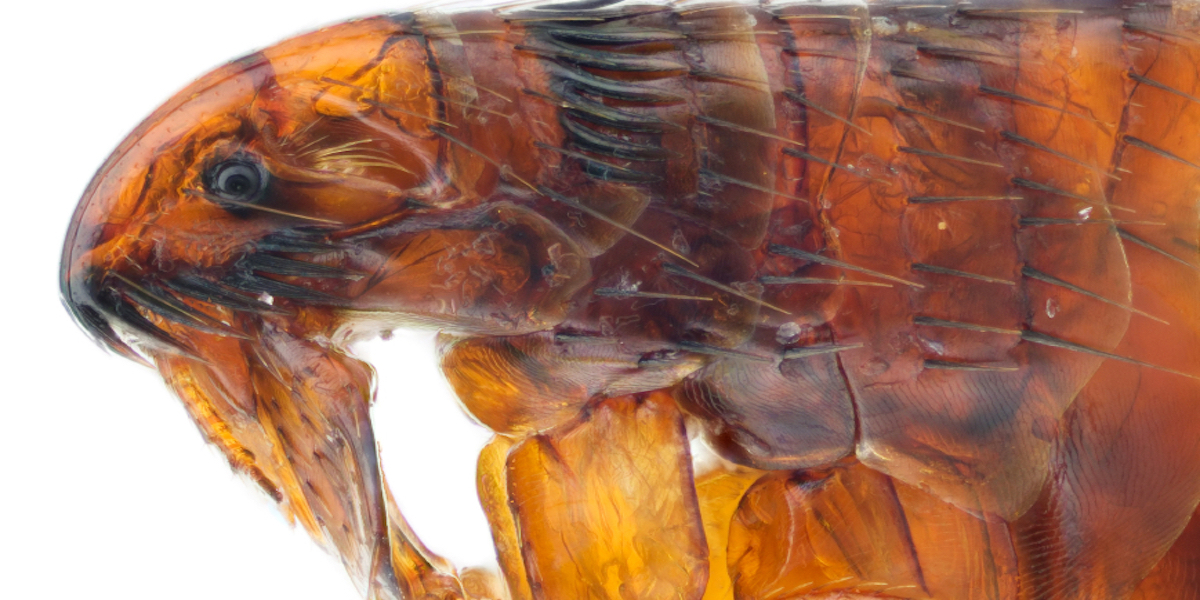iStock_000012999842Small_cu flea.jpg