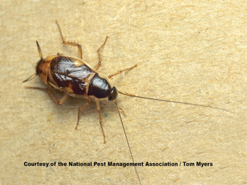 Brownbanded Cockroach_ female.jpg
