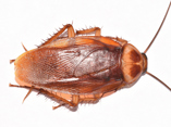 Top view of American cockroach