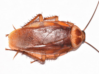 American cockroach dorsal.jpg