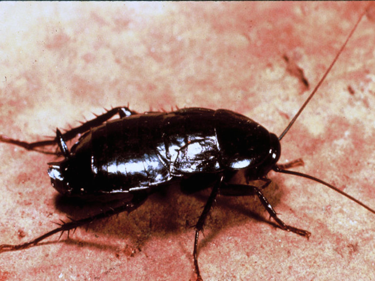 oriental cockroach.jpg