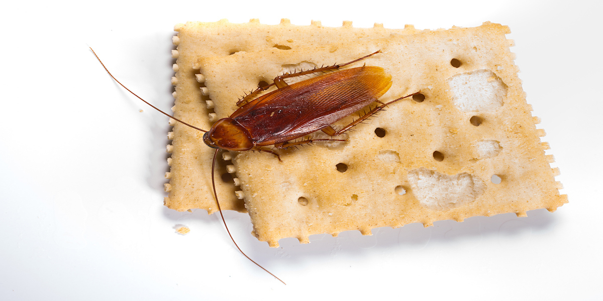 American Cockroach on Saltines - BUG_0828.jpg